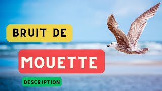 Le cri de la mouette et description 🦤 Bruit des mouettes son dune mouette🦤 [upl. by Nnoved]