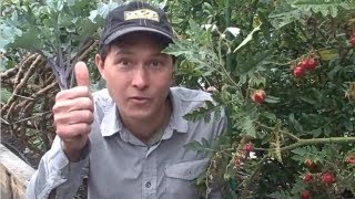 How to Outsmart Gophers in Your Vegetable Garden and other Gardening Questions Answered [upl. by Drareg]