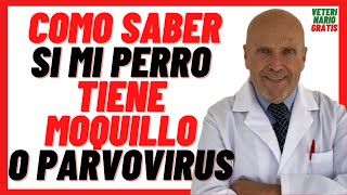 🔴 Cómo Saber si mi PERRO tiene MOQUILLO o PARVOVIRUS 🔴 Síntomas y Tratamiento en Perros CACHORROS [upl. by Ping]