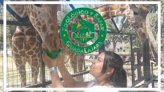 🔴ZOOLOGICO GUADALAJARA RECORRIDO COMPLETO y COSTOS 2023 vale la pena ▶QUE HACER en GDL JALISCO◀ [upl. by Lona]