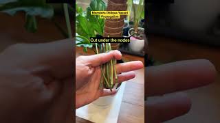 How to propagate Monstera Obliqua Yasuni shorts monsteraobliqua [upl. by Ariella335]