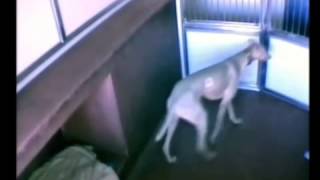 The Greatest Dog Shelter Escape of All Time [upl. by Boy]