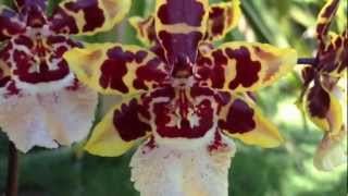 Orchid care Phalaenopsis alternative Oncidium Colmanara Wildcat [upl. by Anale]