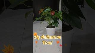 Common Problem in anthurium plants plantcare ytshorts shorts viralshorts gardeningmistakes [upl. by Adnowal]