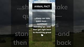 Sleepy Sheep 🐑 animalfacts facts cuteanimal cute funfacts funny sheep shorts [upl. by Prudi515]