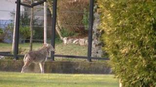 Coyote Stalking Lady And Her Dog [upl. by Notgnillew414]