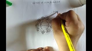 What is 92 Arrangement  How to draw 92 Arrangement of microtubles section of cilia flagella [upl. by Euv]