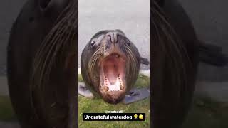 Ungrateful waterdog 🤦‍♂️😒 [upl. by Yllaw]