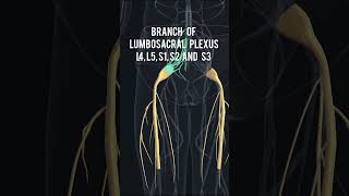 Anatomy series12  Sciatic Nerve anatomy 3D animation shorts [upl. by Rania118]