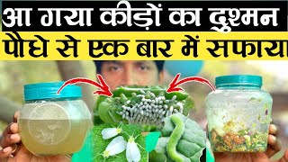 पौधे पर एक बार प्रयोग करने से कीड़ों का सफाया  Best Insecticide for Plants  Organic Pesticides [upl. by Eleira68]