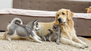 Golden Retriever is Shocked by the First Meeting of a Husky Puppy and a Kitten [upl. by Horan]