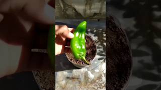 Growing peppers [upl. by Roee431]