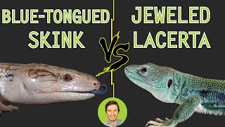 Jeweled Lacerta vs BlueTongued Skink  Head To Head [upl. by Crompton]