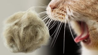 Does Your Cat Have Hairballs Watch This Video [upl. by Smaoht]