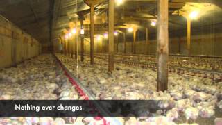 Life is Cheep Viva investigates Britains chicken factories [upl. by Ffoeg]