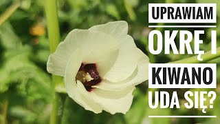 Okra i Kiwano czy uda mi się ich uprawa  wwwKasiain [upl. by Enoitna762]