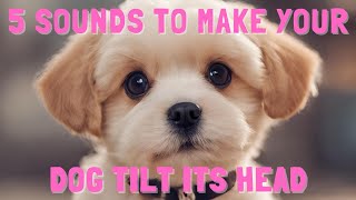 5 Sounds to Make Your Dog Tilt Its Head  Doggy Head Tilt Tricks [upl. by Ellednahs747]