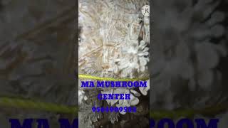 mushroom farming oyster mushroom spawn ma mushroom center [upl. by Nosnek]