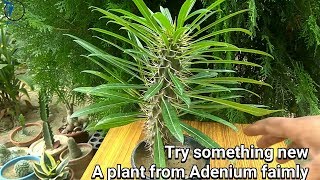 How to grow Pachypodium plant [upl. by Jeaz]