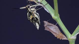 Proceso de metamorfosis de las mariposas de Papilio Machaon [upl. by Mulloy]