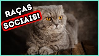 8 Raças de Gatos Conhecidas por Sua Simpatia Excepcional [upl. by Cornish]