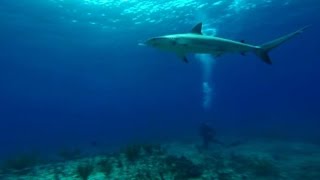 Stephanie Ruhle Dives Into Shark Land [upl. by Ultan886]