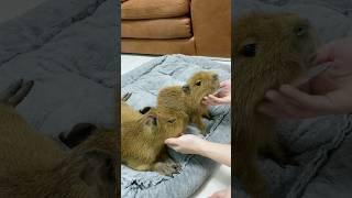 Capy capy capibara dalat capybaralove capybara [upl. by Molly]