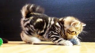 Cute Kittens playing with Mice [upl. by Iggep]