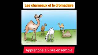 Les chameaux et le dromadaire5ème année primairemodule 2 [upl. by Handbook]