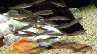 Cyprichromis Leptosoma Jumbo Tricolor Blackfin collected at Chaitika Zambia [upl. by Aylmar270]