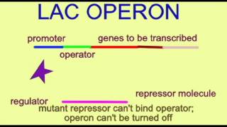 GENETICS 3 GENE REGULATION LAC OPERON MUTATIONS [upl. by Cosetta]