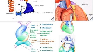 Heart Development amp Right Atrium Anatomy Deep Concept Quick Revision University Exam [upl. by Etac468]