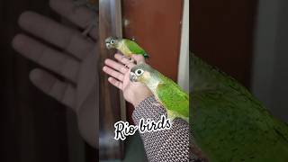 Yellow sided conure  green cheek conure viralvideo youtubeshorts [upl. by Gaspard53]