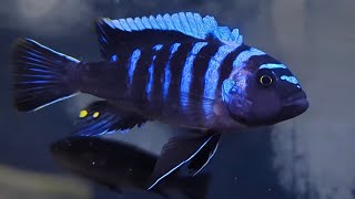 Cynotilapia sp zebroides quotNdonga deepquot  Nols Alvariehobby [upl. by Gnouc]