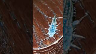 the first silverfish I found in my house [upl. by Thessa111]