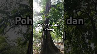 Pohon tua dimakam keramat shorts pohontua makamkeramat [upl. by Ruben36]