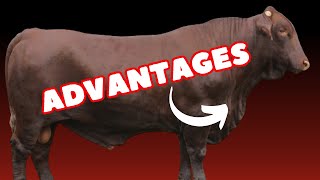 Cattle Breed Santa Gertrudis Advantages [upl. by Amadis]