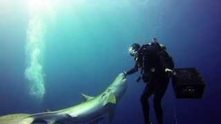 Tiger Shark Dive Jupiter FL GoPro Hero 3 [upl. by Aztiram]