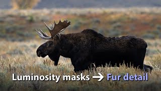 How to extract fur detail with luminosity masks [upl. by Kare448]