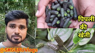 पिपली का पौधा कैसे लगाएंPipli ka paudha chhoti piplichhoti piperAyurvedicmedicinal plant [upl. by Tomchay]