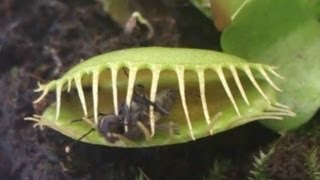 Predator plant devours a fly  Растениехищник сжирает муху [upl. by Schoening]