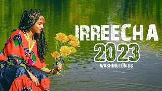 Irreecha 2023 live Washington DC USA Irreechaa celebration  Thanksgiving ኢሬቻ Oromo cultural music [upl. by Droffilc]