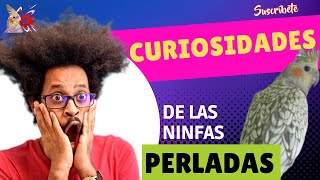 Ninfas Perladas Curiosidades [upl. by Nylirrej]