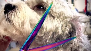 Grooming a ShihPoo named Chaplin Full Video [upl. by Aynav]