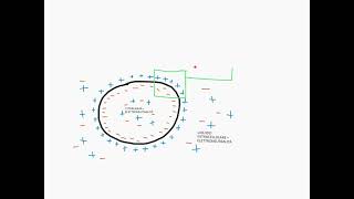 CORSO DI FISIOLOGIA UMANA  LEZIONE 2 DI 81  FISIOLOGIA CELLULARE PARTE 2 [upl. by Jory955]