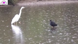 Under heavy rain Swamphen repelling Egret from fishing territory [upl. by Erodasi]