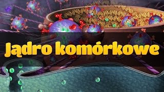 Cytologia jądro komórkowe [upl. by Reube]