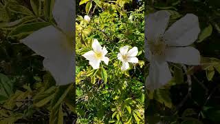 🌸SHRUB ROSE🌸rosa rugosa alba [upl. by Covell]