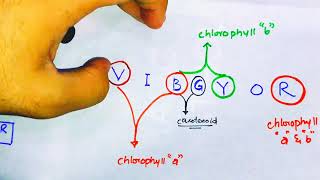 Absorption spectra of chlorophyll and carotenoids [upl. by Atteniuq]