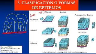 2 características clasificación epitelial [upl. by Teuton]